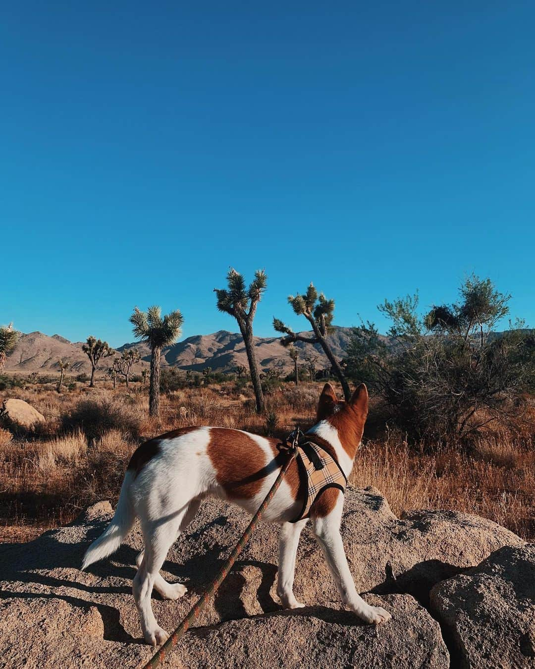 ローラさんのインスタグラム写真 - (ローラInstagram)「I’m gonna take my dogs to the old town road I’m gonna..riiiide TIL I can’t no more🐶🏜🕺🏻」8月18日 9時31分 - rolaofficial