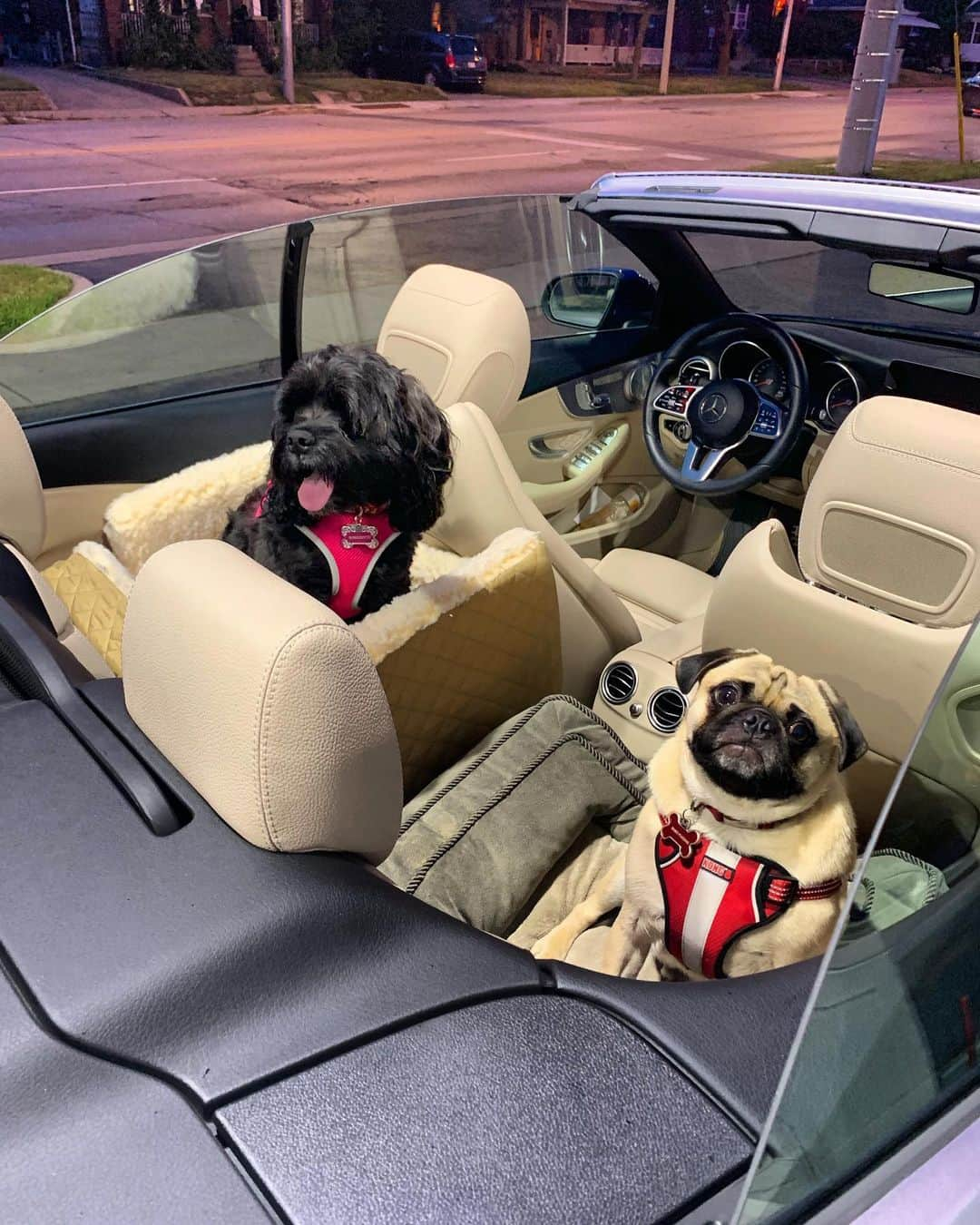 ケイトリン・オズモンドさんのインスタグラム写真 - (ケイトリン・オズモンドInstagram)「Puppies are ready for a little road trip :) . . .  #puppycarseats #convertible #topdown #rasquetteandbilbo #summertime #mercedes #c300 @nulopetfood #puppyathletes #pug #cockapoo」8月18日 9時48分 - kaetkiss