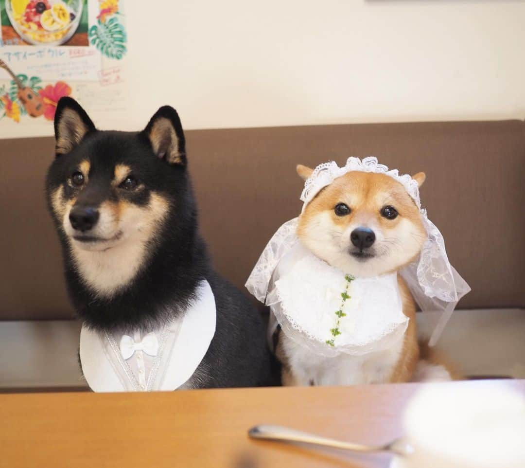 豆柴にこちゃんさんのインスタグラム写真 - (豆柴にこちゃんInstagram)「🤵👰 おはよー 親戚同士で結婚ごっこ。 昨日はにこもベールをかぶってくれました。 . くまちゃん @kumakichi_511 は黒い毛がタキシードぽくて すごくよく似合ってた😊 . 4枚目は花嫁パパにご祝儀をねだる新郎新婦。 . ５-6枚目は花嫁になったぽっちゃん。 @mameshiba_potechi . 親戚同士&男同士のいわくつきの結婚式🤣 . #柴犬#豆柴#pecoいぬ部#犬#わんこ#犬#ここ柴部#shibainu#dog#mameshiba#pecotv#dog#いぬのきもち部#しばいぬ#しばけん#こいぬ#シバイヌ#いぬ#イヌ#赤柴#マメシバ#ペット#日本犬#子犬#puppy#doggo#pet#시바견#강아지#개」8月18日 10時00分 - nikochan.mame48