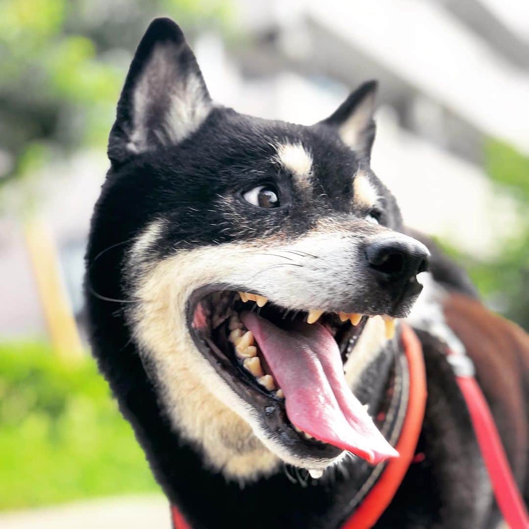 小川博永さんのインスタグラム写真 - (小川博永Instagram)「暑いぜ東京。  #今朝まる #ししまる #dog #dogs #柴犬 #黒柴」8月18日 9時55分 - ogawahironaga