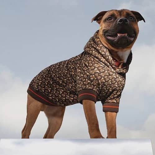 HYPEBEASTさんのインスタグラム写真 - (HYPEBEASTInstagram)「#hypeAF: @burberry has brought back its limited B Series pop-up, which releases a selection of exclusive goods available for just 24 hours on Instagram. One of the items from the latest series includes a luxurious dog hoodie featuring an all-over monogram print with interlocking letters “TB” for Thomas Burberry. The color scheme consists of neutral brown and cream hues, while the design incorporates ribbed cuffs and a waistband keeping the clothing in place. The B Series is available to shop today, August 17 for just 24 hours on Burberry’s Instagram. Photo: Burberry」8月18日 9時58分 - hypebeast