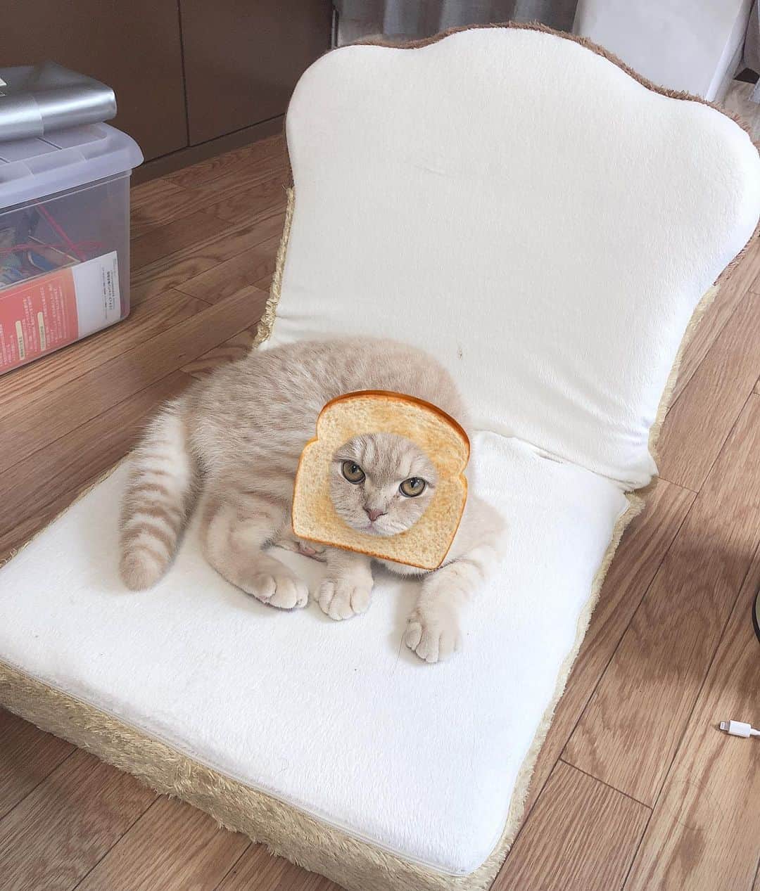 相馬有紀実のインスタグラム：「食パンon食パンもへい。 さて今日は朝からフル活動！ いよいよ舞台今週から本番だよ。 見に来てもへ❤️ #すこてぃっしゅふぉーるど  #猫  #ねこすたぐらむ  #食パン #癒し #舞台 #本番」
