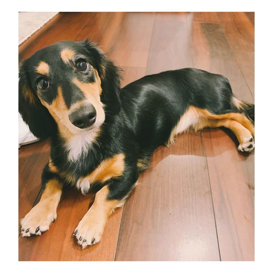 高原愛のインスタグラム：「Sweetie❤️❤️❤️❤️❤️❤️❤️」