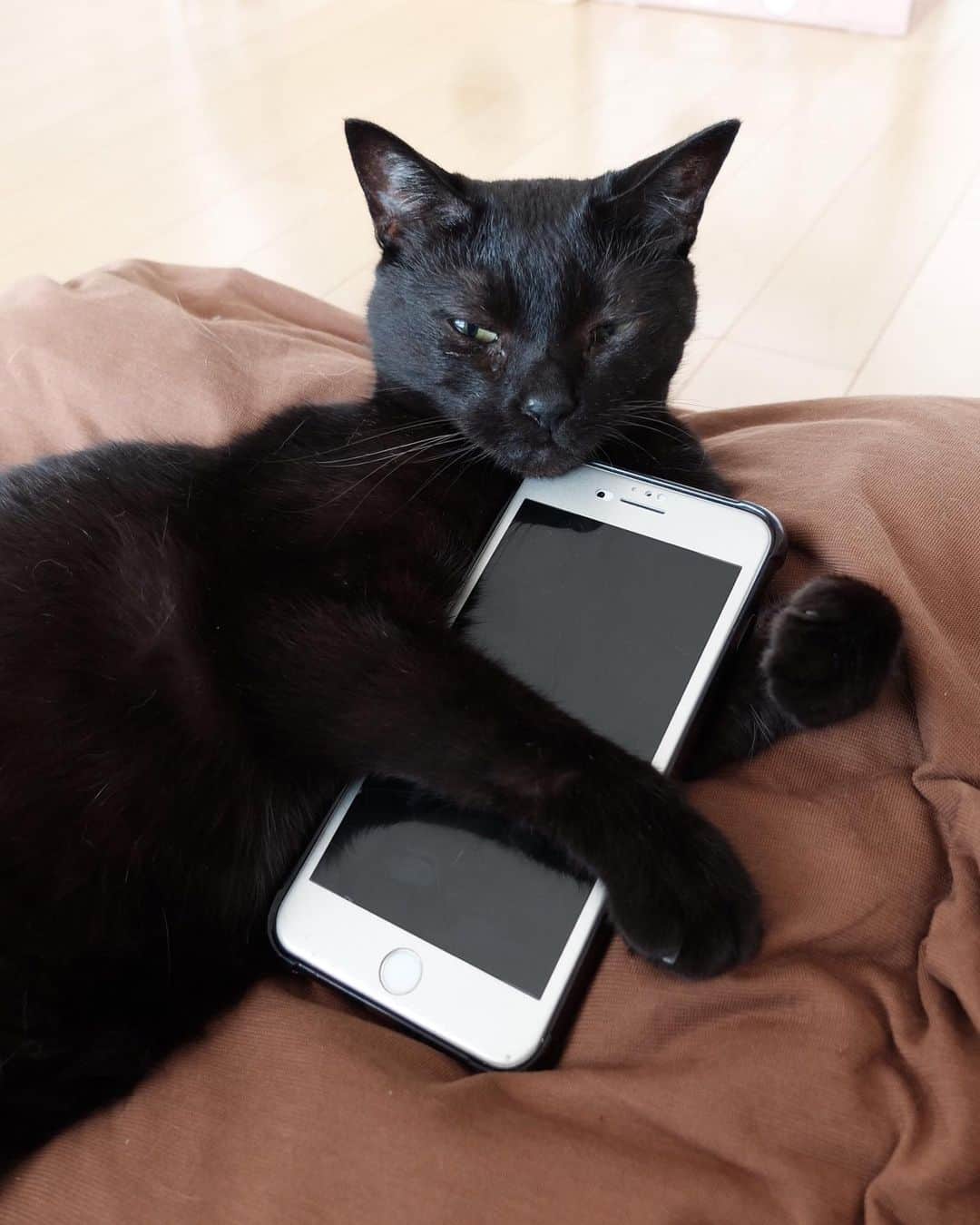 ホタテ＆クラム＆シラスのインスタグラム：「‪あれ？iPhoneが無い！と思ったら、勝手に持ってってる子が。‬何故か好きなんですよね（笑） #cat #neko #blackcat #猫 #ねこ #黒猫 #catstagram #instagram #instagramjapan #ig_japan #igersjp」