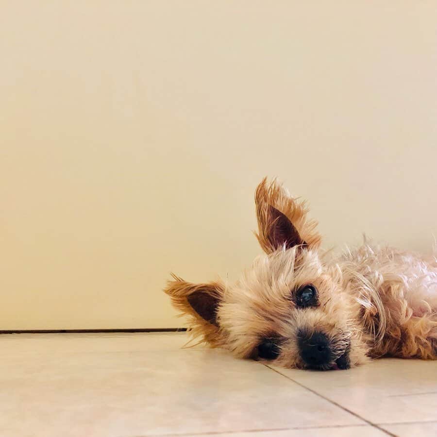 坂本陽子さんのインスタグラム写真 - (坂本陽子Instagram)「ここで一句。 「見えてない  瞳の中に  我 映る」  もうあんまり見えてないトトの眼の中に、 私が映ってました。 (ウルウル)  #ファイト#トト#17歳#ヨーキー#シニア犬#シニア犬17歳 #秘密結社老犬倶楽部」8月18日 10時56分 - y_sakamotoo