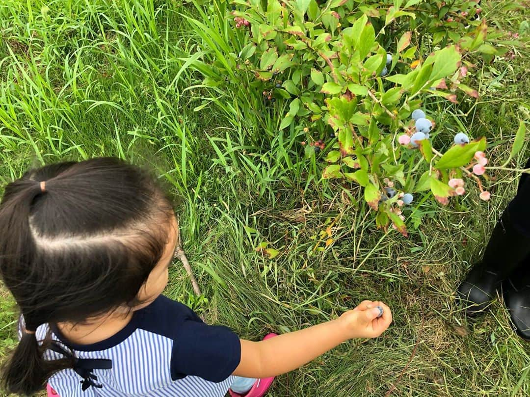 英玲奈さんのインスタグラム写真 - (英玲奈Instagram)「先日、茨城在住のお友達に会いに茨城に行ってきました！ 茨城の良いところを色々アテンドしてくれて楽しんできました！ 東京組は、さとこさんファミリーとうちは姉と姪っ子も連れて行きました！ 姪っ子はブルーベリーが大好きだから実際木から摘ませてあげたくて。 今回お邪魔したのは、 #無農薬#有機栽培 の#ブルーベリーファーム 子供達が摘んでそのまま食べても安心です^_^ ムチムチお手手で一所懸命ブルーベリー摘んでて可愛かったー！  ブルーベリー狩りした後は、 美味しいお蕎麦をいただいて、 ひまわり迷路とお野菜の収穫へ。  #ほしのあき ちゃんの娘ちゃんが姪っ子を可愛がってくれて、 ずっとお相手してくれてました！ すっかり懐いてたw いつもはえれちゃんえれちゃん言ってずっとくっついてくるのに、 年が近いお姉ちゃんにはかなわなかったw 2人が可愛くて癒されました╰(*´︶`*)╯♡ ひまわり迷路では、さとこさんの息子くん達があっという間にスタンプラリー終わらせてて頼もしかった！！ 夏の良い思い出が出来ました！ みんなありがとう😊  #夏の思い出 #姪っ子連れて #ブルーベリー狩り」8月18日 11時07分 - erena_erenyan