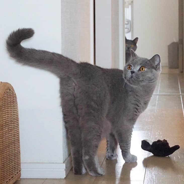 Nico & Tabu with MAYUMI KATOさんのインスタグラム写真 - (Nico & Tabu with MAYUMI KATOInstagram)「#猫の細道 . 廊下の奥に我が家のストーカー猫が… ブラッシングしてもしてもしても掃除機かけてもかけてもかけても猫の歩く道が全部毛だらけなのですがみんなどうやって掃除間に合うのだろう🧹？ . #うざお #britishshorthair  #cat #bluecat #eclatcat #catstagram #catsofworld #catsofinstagram #cats_of_instagram  #world_kawaii_cat #instagramcat #cute #catlover #ブリティッシュショートヘア #ブリショー #ねこ部 #ペコねこ部 #みんねこ#にゃんすたぐらむ #猫山商事 #ブリ商会 #関東にゃんこ部 #多頭飼い #고양이 #кошка #قط #英国短毛猫 #katze」8月18日 11時47分 - mayuekkip
