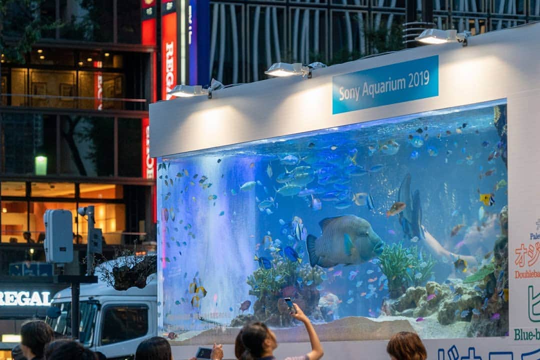 GINZA SONY PARK PROJECTさんのインスタグラム写真 - (GINZA SONY PARK PROJECTInstagram)「本日8/18(日)が最終日の⁠『Sony Aquarium 2019』。沖縄の"美ら海"の生態系を再現した大水槽。生きものたちの動きや、ライトアップされた様子など、昼と夜とでは違った姿がご覧いただけます。⁠ 今年最後のチャンスとなります、ぜひお越しください。⁠ ⁠⁠⁠#ginzasonypark ⁠#sonyaquarium2019 #銀座ソニーパーク #美ら海 #水族館 #アクアリウム #ginza #aquarium」8月18日 11時58分 - ginzasonypark