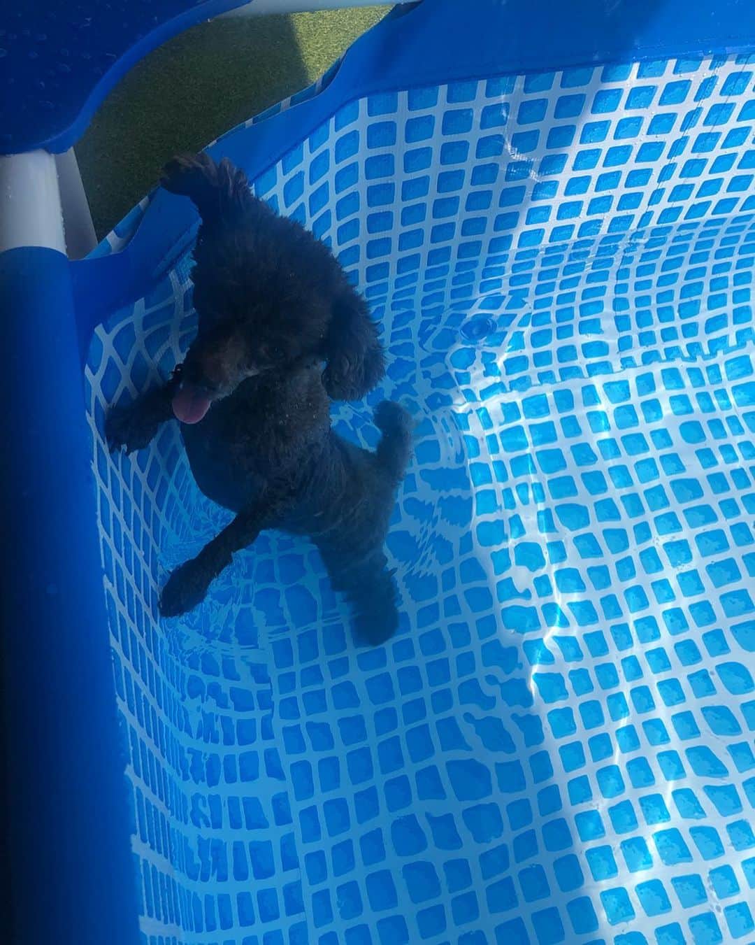 半田麗さんのインスタグラム写真 - (半田麗Instagram)「#今日のもねさん﻿ ﻿ もねさん初プールで大パニック！﻿ 隅っこで震える、の図。（こんなに浅いのに、、）﻿ ﻿ 勝手なイメージだけど、犬ってみんな多少は泳げると思ってたよ。。ごめん😂」8月18日 12時34分 - rei__handa