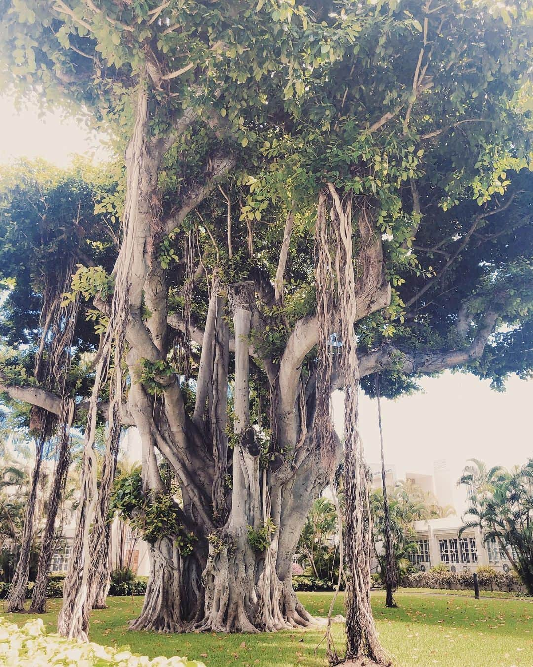 Lilly and Emmaさんのインスタグラム写真 - (Lilly and EmmaInstagram)「. . 🌲Banyan tree . #hawaii #feelaloha #vsco #vso #luckywelivehi #luckyliveinhawaii #instagood #photooftheday #banyantree #aloha #ハワイ #バニアンツリー #バニヤンツリー #ハワイ好き #ハワイ好きな人と繋がりたい」8月18日 12時46分 - lilly_emma_hawaii