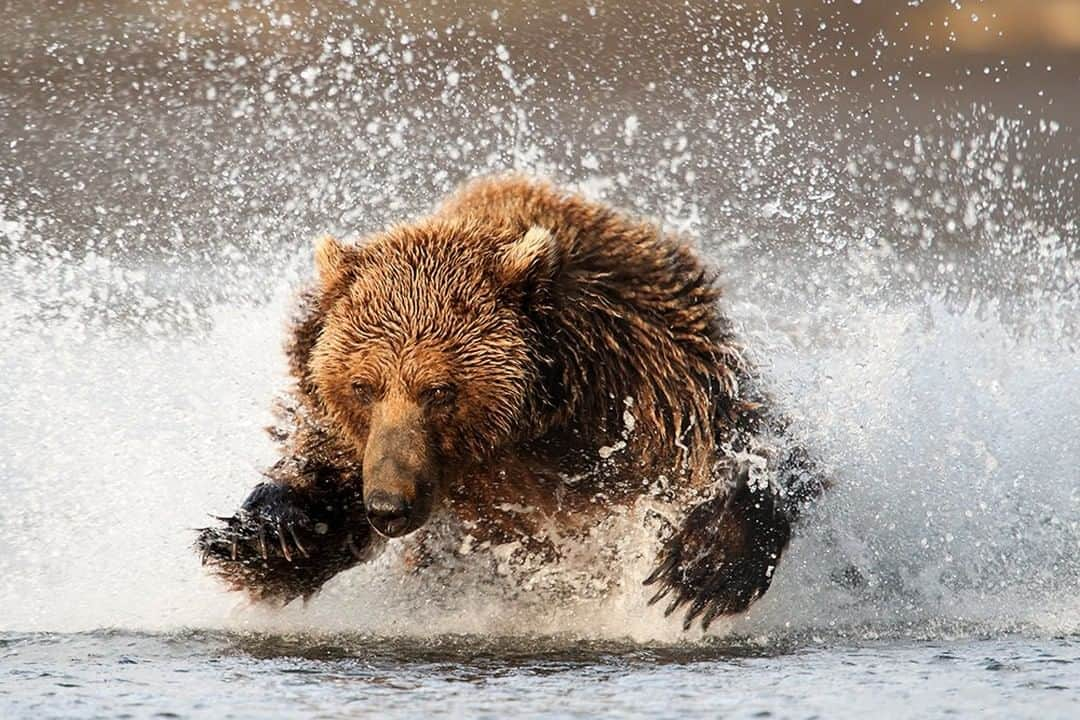 National Geographic Travelさんのインスタグラム写真 - (National Geographic TravelInstagram)「Photo by @daisygilardini | Despite the fact that the brown bear is the most widely distributed of the eight species of bears, its North American range has declined precipitously. Once extending from Alaska to Mexico, its territory south of Canada is now limited to Idaho, Montana, Wyoming and Washington. Coastal bears’ diets include salmon and clams, which provide the nutrients necessary to build the fat reserves for winter hibernation. Protecting these coasts means protecting the land ecosystem that plays such an integral role in maintaining a healthy marine environment. Follow me @DaisyGilardini for more images and stories behind the scene #bear #grizzlybear #brownbear #Alaska #Katmainationalpark」8月18日 13時01分 - natgeotravel