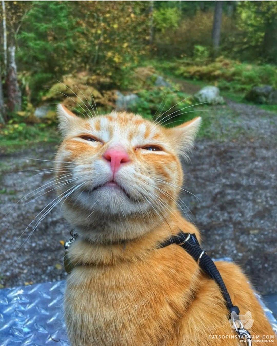 Cats of Instagramさんのインスタグラム写真 - (Cats of InstagramInstagram)「From @clover.and.leo: “The face of a happy hiking cat” #catsofinstagram」8月18日 13時18分 - cats_of_instagram