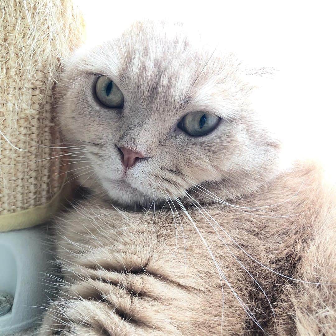 服部円のインスタグラム：「実家の猫ことアポ。 #アポロ」
