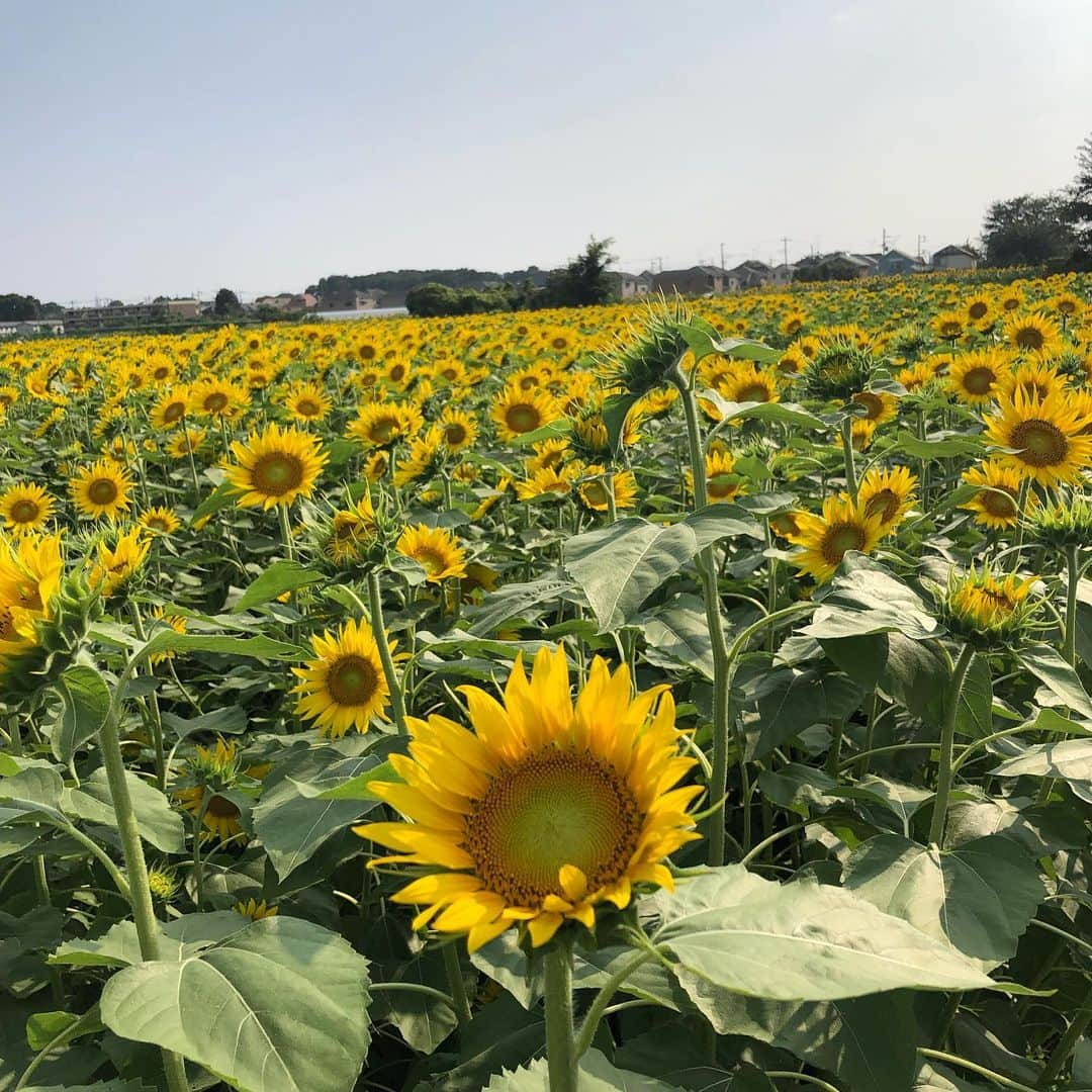 林家あずみさんのインスタグラム写真 - (林家あずみInstagram)「昨日 清瀬の長命寺さんで木久蔵師匠とご一緒させていただきました✨近くで向日葵フェスティバルが開催されていると聞き行ってきました😆✨大変な混み具合でした😚帰り道で木久蔵師匠に駄菓子を買ってもらいチューブのジュースを上から開けて飲むか下から開けて飲むかで論争に🤣楽しかったです😃この後 私は大急ぎで鈴本演芸場と浅草演芸ホールへ😃✨ #長命寺 #向日葵フェスタ #林家木久蔵 #林家あずみ」8月18日 13時31分 - kurohime424