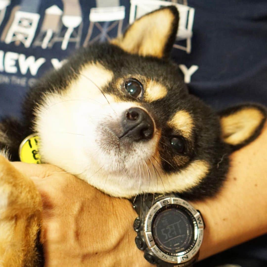 黒豆柴こむぎのグルメインスタ