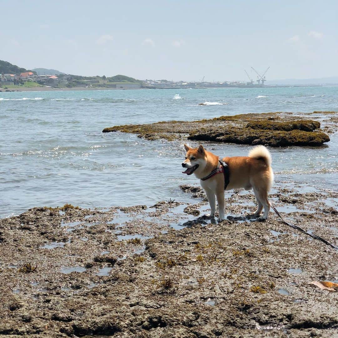 せんべえさんのインスタグラム写真 - (せんべえInstagram)「しょっぱくない水はどこですかー？！ #水がしょっぱい #何故ならビコーズ #海だから #せんべえ #柴犬 #shibainu  #波好き #塩せんべえになっちゃった」8月18日 13時59分 - akiresh