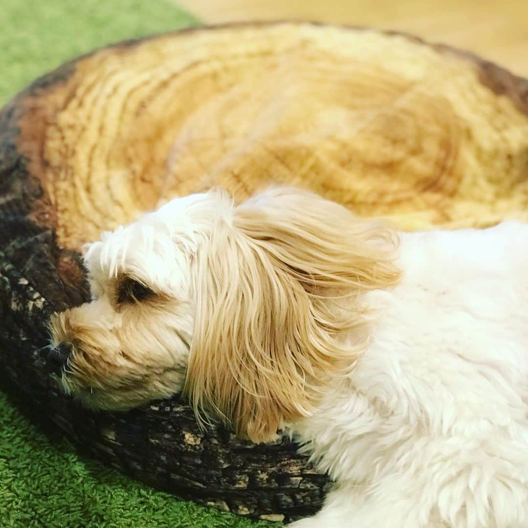 のインスタグラム：「よんでもこっちみない。#きたやまおもち」