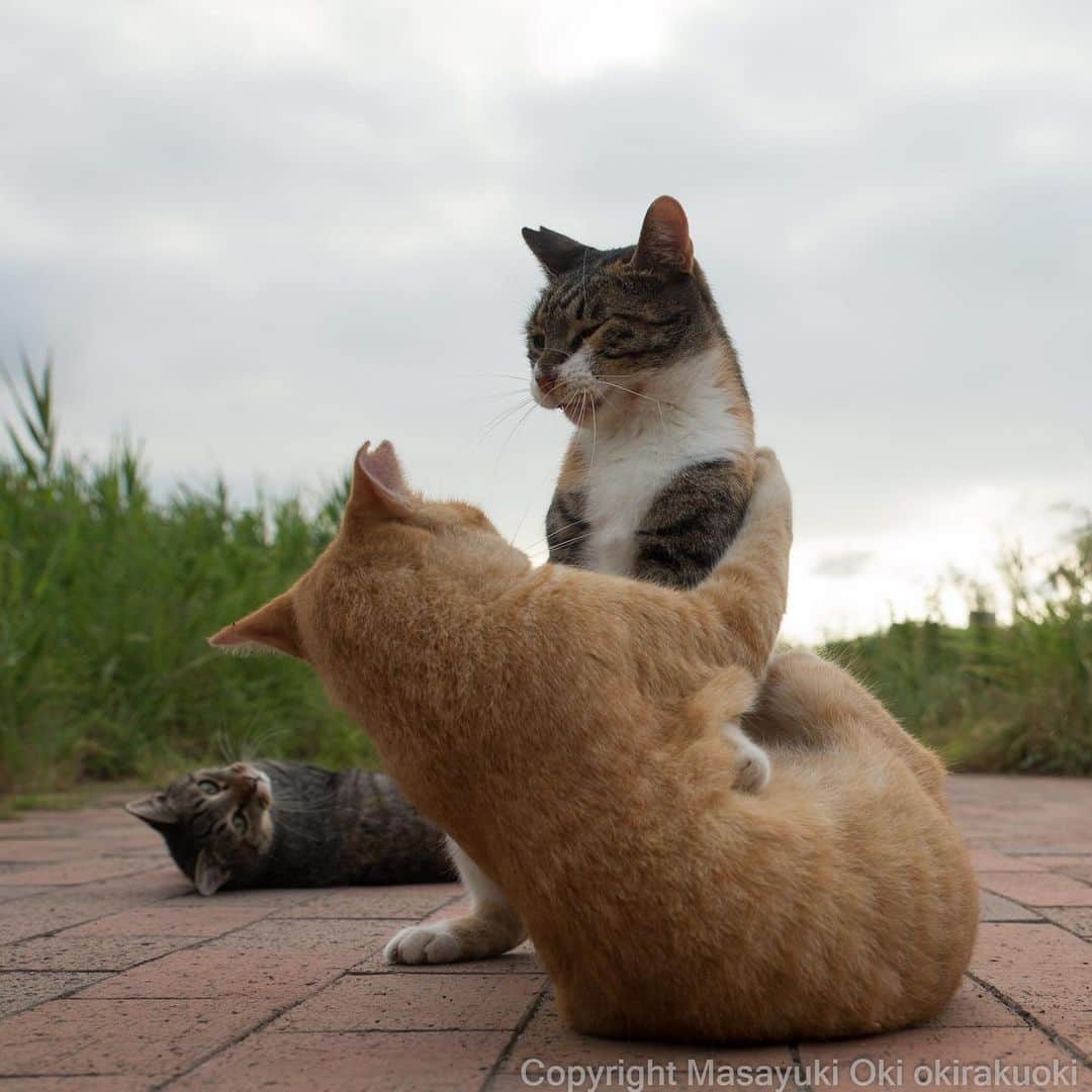 Masayukiさんのインスタグラム写真 - (MasayukiInstagram)「押し倒し。  #cat #ねこ」8月18日 14時38分 - okirakuoki