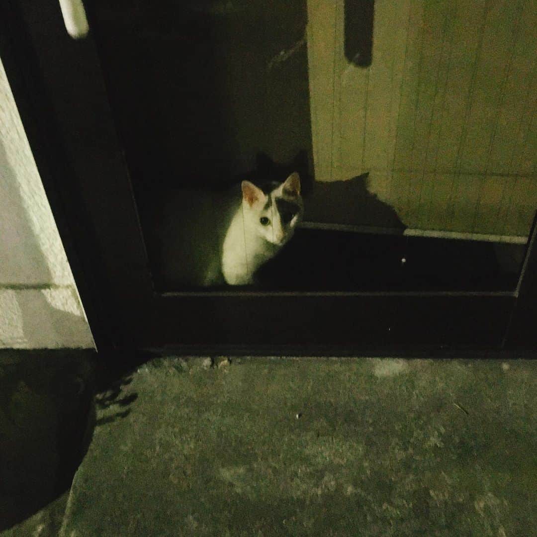 金巻ともこさんのインスタグラム写真 - (金巻ともこInstagram)「扉の向こうからめっちゃ見られた。 #cat」8月19日 1時30分 - tomotomoco