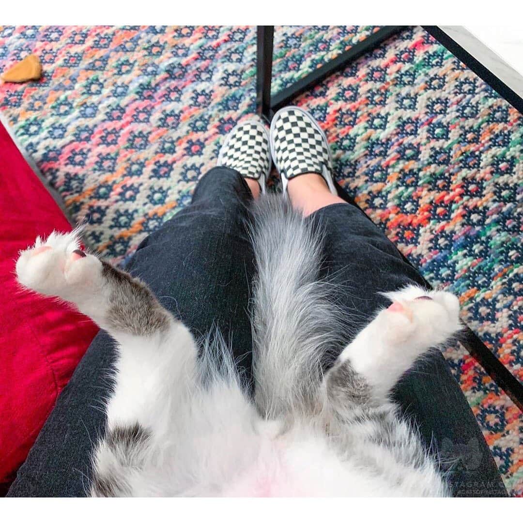 Cats of Instagramさんのインスタグラム写真 - (Cats of InstagramInstagram)「From @alfiona__: “Showin’ off some toe fuzz 🧡” #catsofinstagram」8月19日 1時30分 - cats_of_instagram