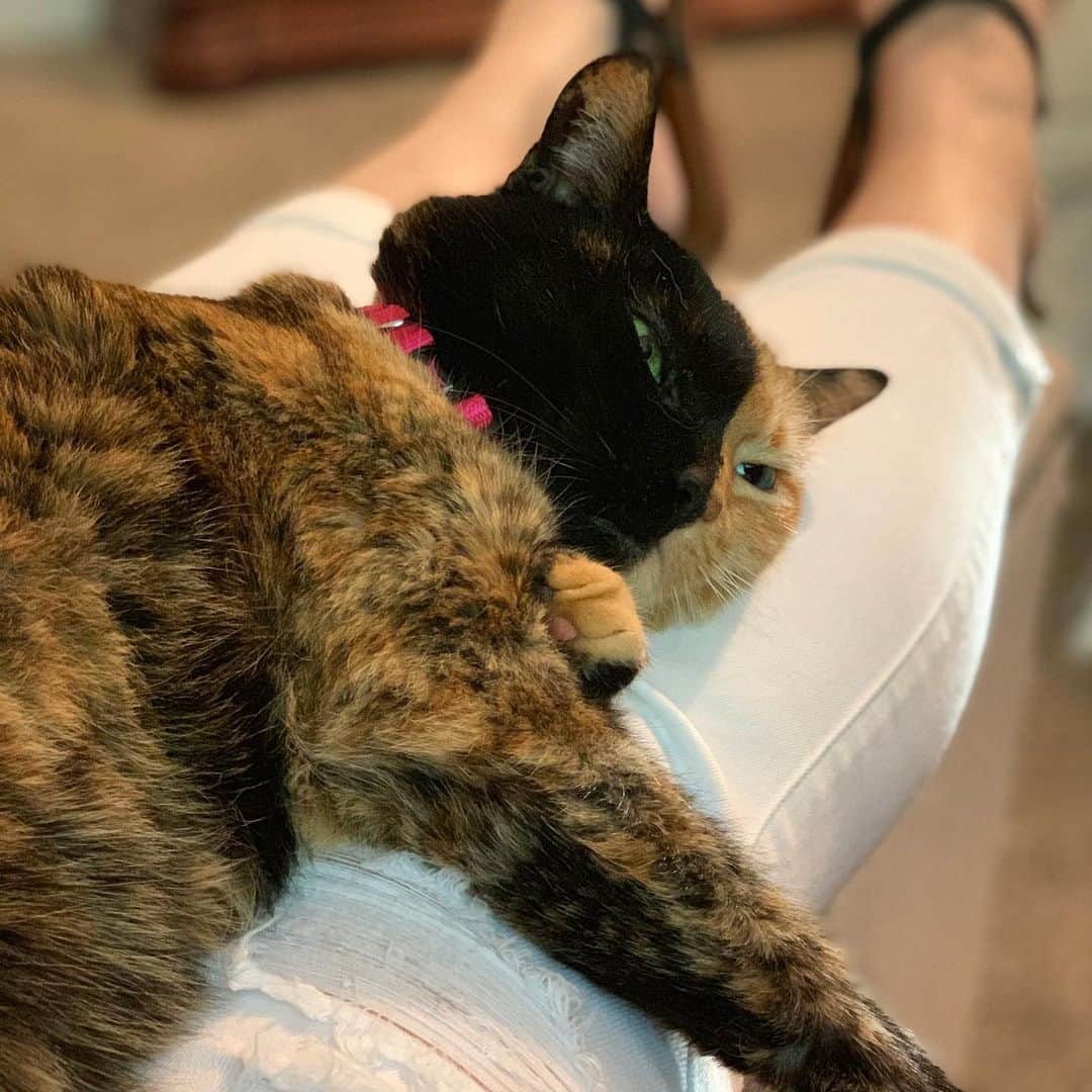 Venus Cat さんのインスタグラム写真 - (Venus Cat Instagram)「Sunday life! 😺🐾」8月19日 1時33分 - venustwofacecat