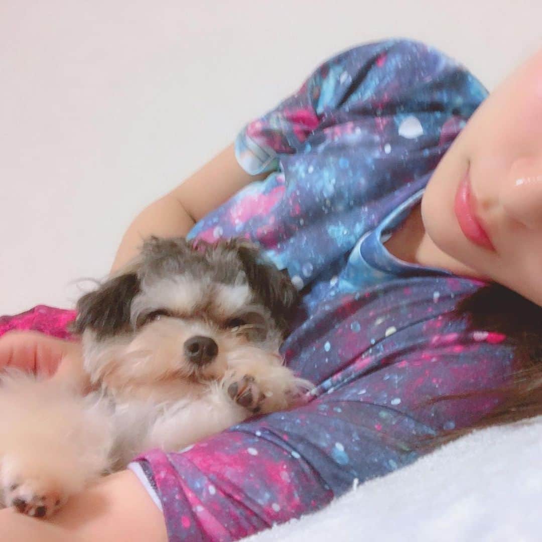 葉月さんのインスタグラム写真 - (葉月Instagram)「ㅤㅤㅤㅤㅤㅤㅤㅤㅤㅤㅤㅤㅤ ▽いつだったかな ㅤㅤㅤㅤㅤㅤㅤㅤㅤㅤㅤㅤㅤ ぱおが史上最強に可愛かった日🍒🍒🍒 とんでもない犬っころですわ🍒🍒🍒 ㅤㅤㅤㅤㅤㅤㅤㅤㅤㅤㅤㅤㅤ おやすみなさい😴😴 ㅤㅤㅤㅤㅤㅤㅤㅤㅤㅤㅤㅤㅤ」8月19日 0時36分 - hazu1121