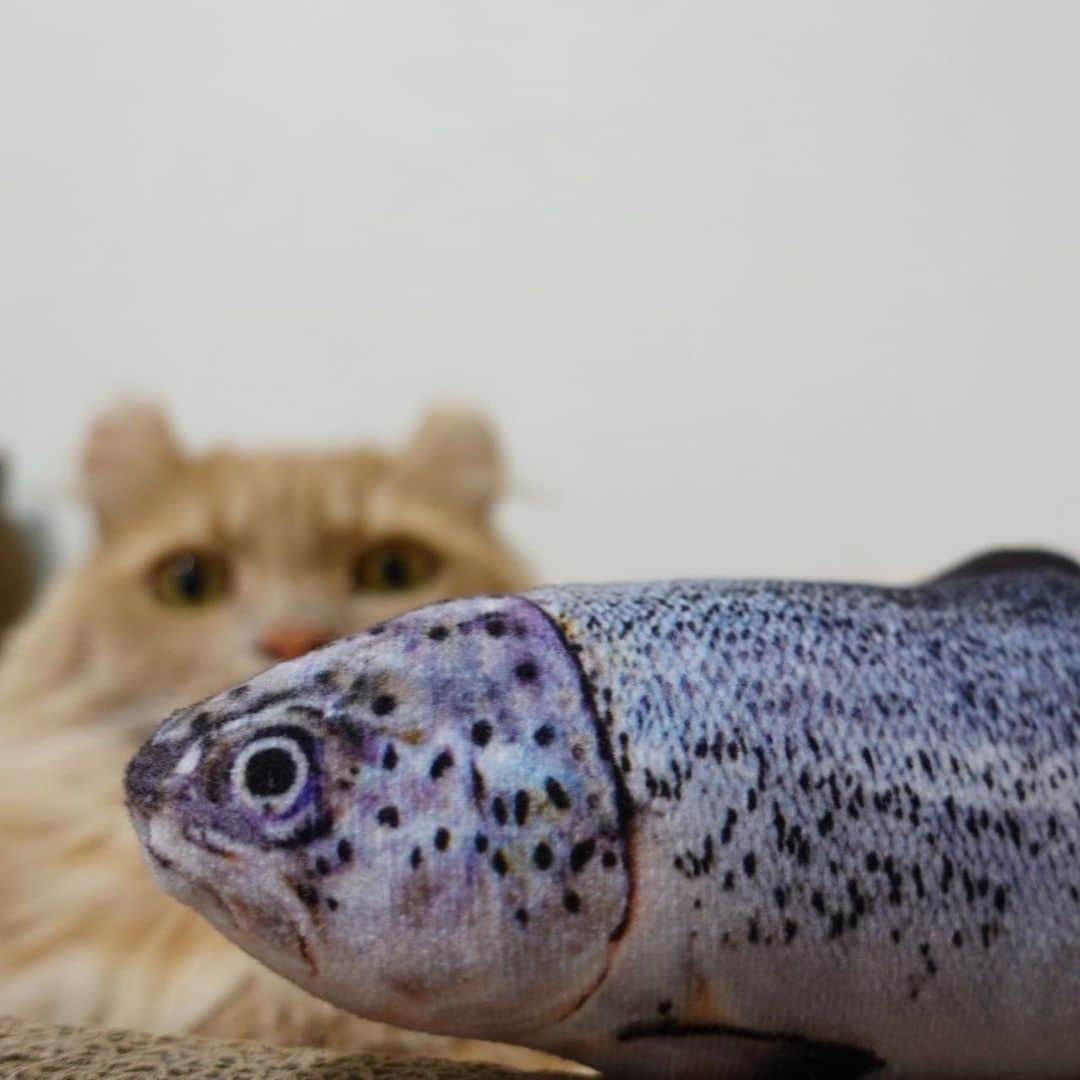 むぎちょこさんのインスタグラム写真 - (むぎちょこInstagram)「salmon VS cat 鮭とちょこ ＊ 🦁ちょこ♀choco 🎂08/09/16 #americancurl #アメリカンカール #じゃれぐるみ #鮭の躍動感 #salmon #鮭 #シャケ」8月19日 0時41分 - mugi325channel