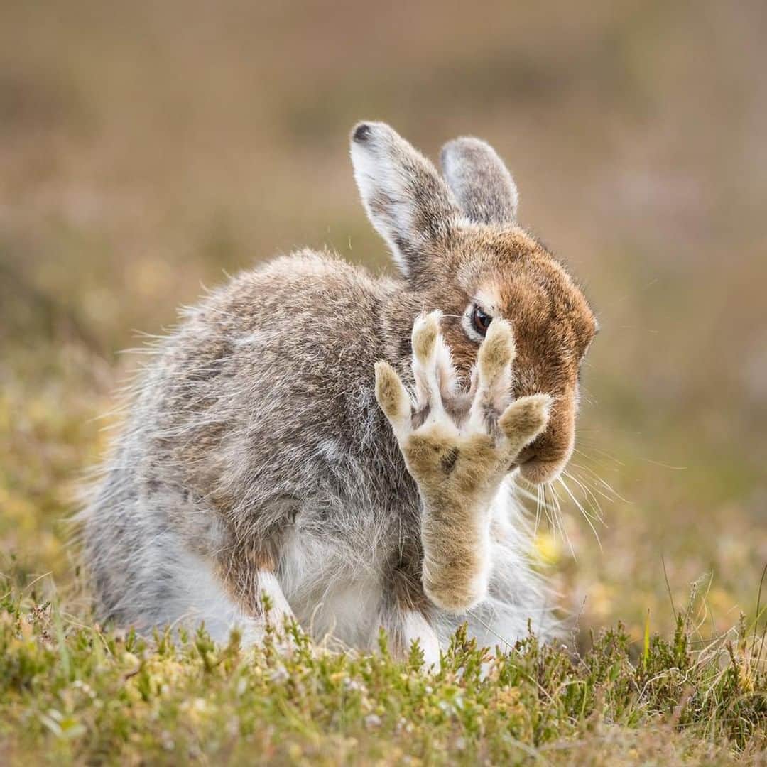 Discoveryさんのインスタグラム写真 - (DiscoveryInstagram)「“Talk to the foot. 🐇 Mountain Hares have lived in the Highlands of Scotland since the last Ice Age 10,000 years ago.” 📸 +caption by Andy Howard (@hare_whisperer) . . . . #photography #photooftheday #explore #naturephotography #nature #potd #travelIG #wow #natureIG #explore #travelgram #CairngormsNationalPark #Highlands #Scotland #rabbit #hare」8月19日 0時42分 - discovery