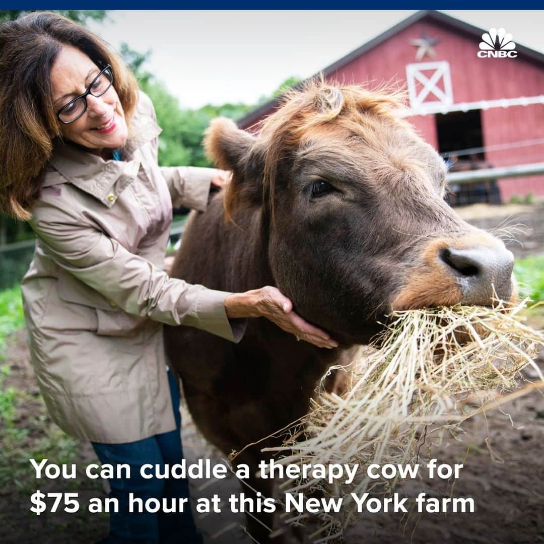CNBCさんのインスタグラム写真 - (CNBCInstagram)「The therapist will see you now — in the barn. 🐮⁠ ⁠ At this upstate New York farm, you can pet, play and snuggle with therapy cows during an hour-long “cow cuddling” session for $75 per couple.⁠ ⁠ Animal-based therapy continues to be an overwhelming wellness trend — and it’s backed by science.⁠ ⁠ Human-animal interaction is known to lower stress and boost social skills.⁠ So, think you’d be in the moo-d to hug a cow?⁠ ⁠ For more information on the therapy sessions and the benefits of human-animal interaction, visit the link in bio. (With @CNBCMakeIt)」8月19日 1時00分 - cnbc