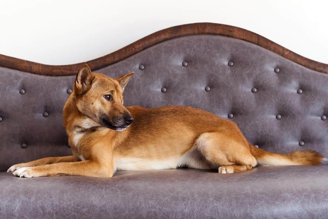 Rylaiさんのインスタグラム写真 - (RylaiInstagram)「Sunday.... I’m just gonna lay here and look pretty..... #supermodel #nicky . Have a fabulous Sunday friends!!! . 📷 @dandeliondreamsphoto @just_here_to_meet_the_dogs . #lovedogs #happydogs #newguineasingingdogs #dogsofig #singers #dingoes #singsongs #photoshoot #dogsofinstagram #puppylove #conservation #canid #primitivedogs #rescue #nonprofit #sandiego #socal #fromrussiawithlove #grandopening」8月19日 0時56分 - jabcecc