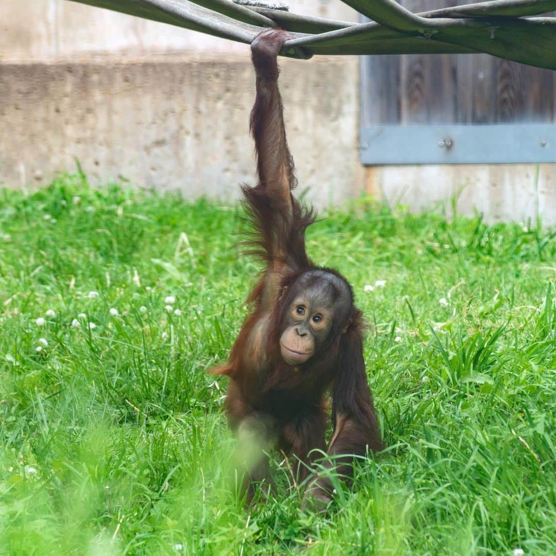 スミソニアン国立動物園さんのインスタグラム写真 - (スミソニアン国立動物園Instagram)「❤️🐵 Tomorrow, Aug. 19, our orangutans will receive some special enrichment toys + treats in honor of #InternationalOrangutanDay! 🕰 Don't miss a fun keeper chat at Think Tank at 10:15 a.m. and exciting enrichment at the Great Ape House at 11 a.m. 👋 MEET OUR ANIMALS: https://s.si.edu/2h3CN1W.」8月19日 1時18分 - smithsonianzoo