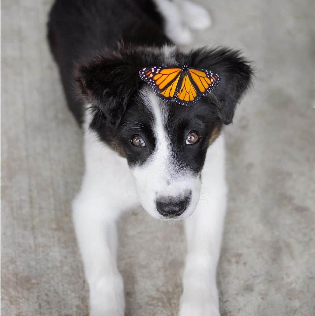 Jazzy Cooper Fostersさんのインスタグラム写真 - (Jazzy Cooper FostersInstagram)「Just read this on fb. ☺️🦋 “Seeing a Monarch butterfly is a sign from your guardian angels.” They are always around us. 💜」8月19日 1時12分 - bordernerd