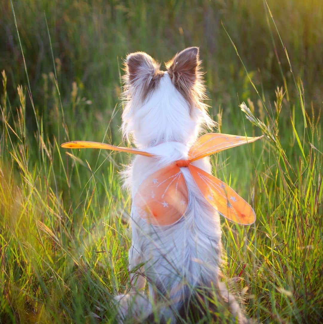 Jazzy Cooper Fostersさんのインスタグラム写真 - (Jazzy Cooper FostersInstagram)「Just read this on fb. ☺️🦋 “Seeing a Monarch butterfly is a sign from your guardian angels.” They are always around us. 💜」8月19日 1時12分 - bordernerd