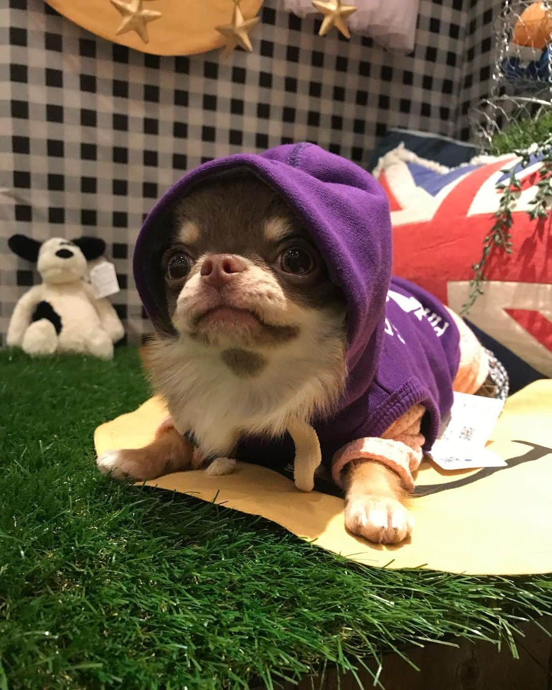 佐々木洋平さんのインスタグラム写真 - (佐々木洋平Instagram)「モデルしてきました🐕  #chihuahualife #chihuahuagram #chihuahualover #ilovemydog #dogstagram #チョコタンチワワ #イザベラタンチワワ #チワワ  #ちわわ」8月19日 1時26分 - panicrew_yohey