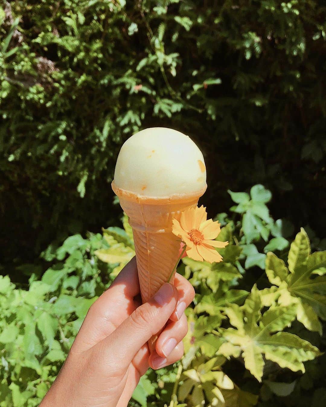 Tamikoのインスタグラム：「yuzu everything onegaiii 🍋🌼 #柚子 #japan」