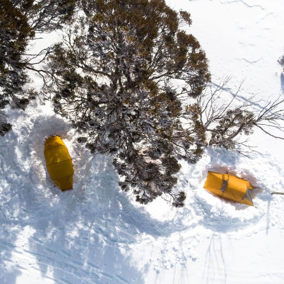 マックパックさんのインスタグラム写真 - (マックパックInstagram)「A couple of yellow slugs nestled ...