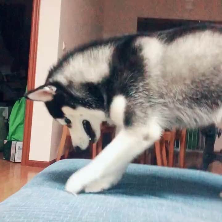 husky and malamuteのインスタグラム：「😂😂 follow @alaskandaily （Twitter：alaskandaily）for more cute pic and video.😜 ……………………………………………………………… Each video was approved by the original author. But  don't have a Instagram account. We are first one post those video. So watermark credit @alaskandaily ……………………………………………………………… #alaskan#malamute#alaskanmalamute#alaskanhusky#malamutesofinstagram#puppylife#puppylove#puppydog#puppylover#dogdays#malamutepuppy#huskies#huskeypuppy#huskeiesreq#siberian#huskeiesofig#dogslife#dogsofnyc#cutedog#cutedogs#huskeypics#huskeylovers#huskygram#huskeylove#huskiesofinstagram#dogsofnyc#husky#狗」