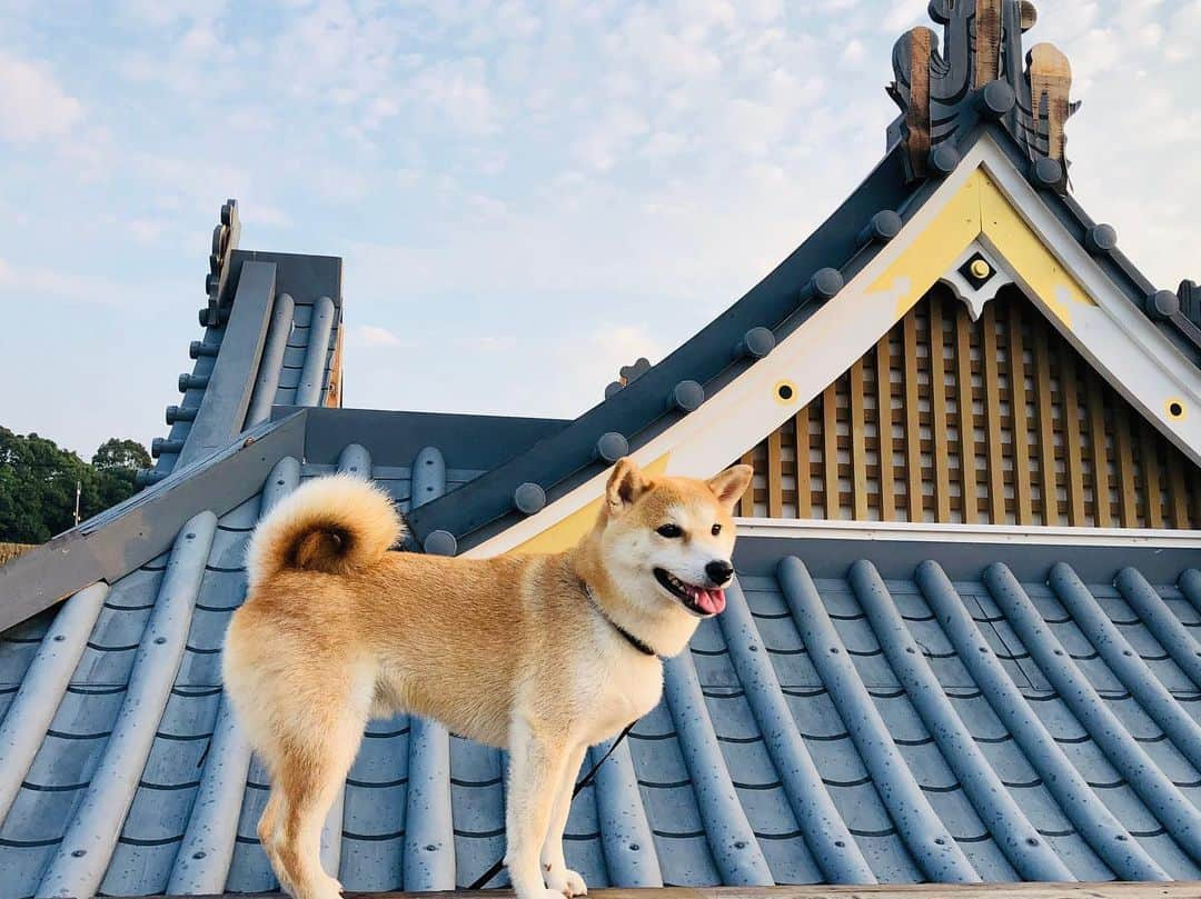 篠原信一さんのインスタグラム写真 - (篠原信一Instagram)「夏のパトロール🐕 忍犬こてっしーくん✨  #柴犬 #しばいぬ #ゴールデンレトリバー #ゴールデンレトリーバー #小鉄とニコの大冒険  #shibainu  #shibainulover  #shibainulife #shibainuphotos #shibainuphotos #shibainuworld #goldenretriever  #goldenretrieverlove #goldenretrieverlife #goldenretrieversrule #goldenretrieverphotos #goldenretrieverworld #いぬすたぐらむ #いぬのいる暮らし #犬との暮らし #犬との暮らし #パトロール」8月18日 18時20分 - kotetu__niko