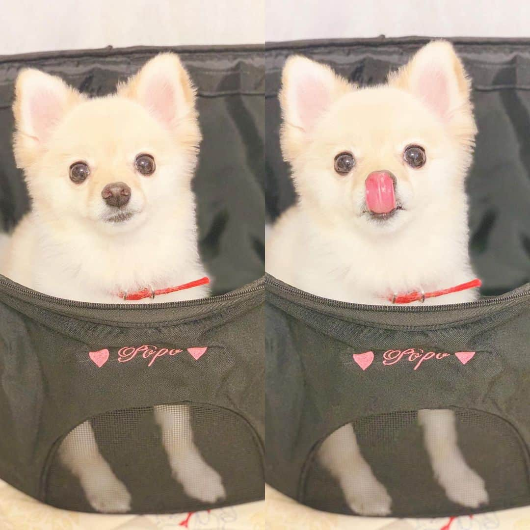 初川みなみさんのインスタグラム写真 - (初川みなみInstagram)「🐶👜 真顔からのペロッ🐩👅﻿ ﻿ ✔️はっつフォローしてくれているの方に特典として全商品常時10%OFFのクーポンが使えるよ🐶💕﻿ 専用クーポンコード：hatsukawaminami﻿ ﻿ ✔️ http://winsun.jp/?IG=hatsukawaminami﻿ ﻿ #winsun#ウインサン#リュックタイプペットキャリー#ペットキャリー#ペットキャリーリュック﻿ #ペットキャリーバッグ#ペットキャリー#犬用キャリー#ドッグキャリー#犬用キャリーバッグ#猫用キャリーバッグ#名前入り#宝物にします#プレゼント#贈り物#誕生日#お祝い#オーダーメイド#ポメラニアン#ポメラニアン大好き#ポメ」8月18日 18時30分 - hatsukaw_aminami