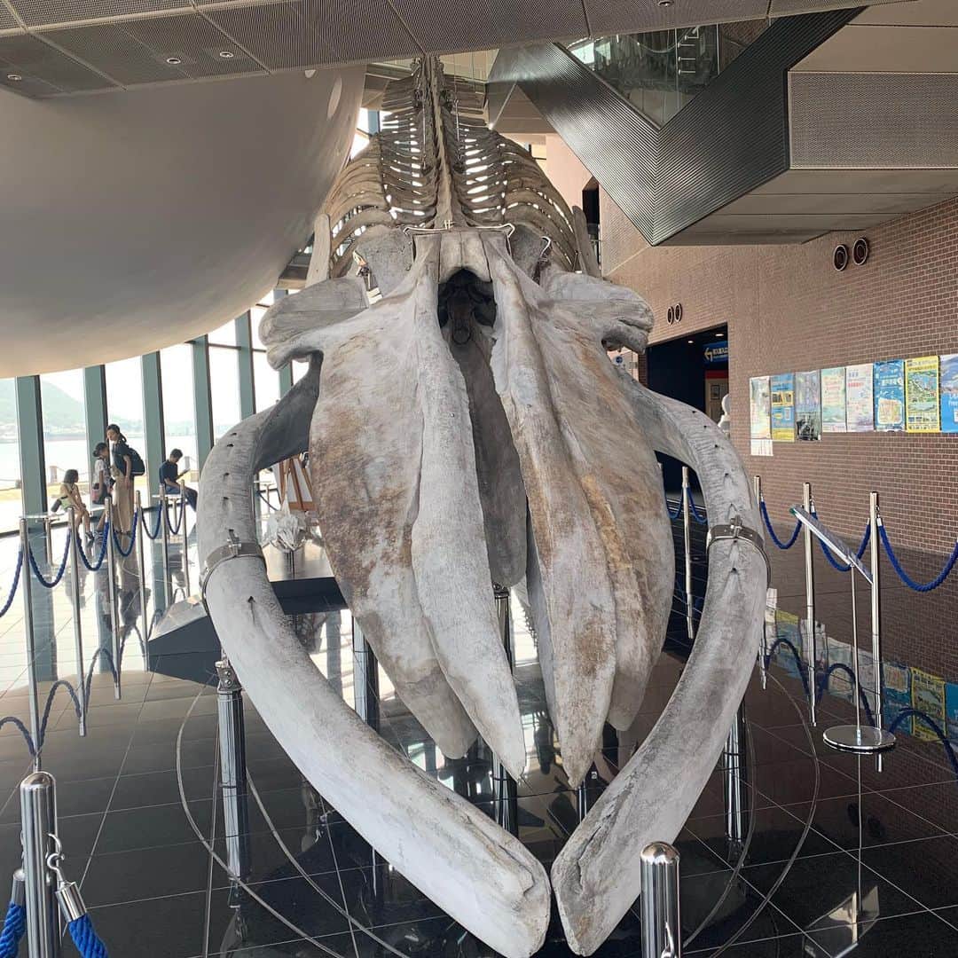 青山日和さんのインスタグラム写真 - (青山日和Instagram)「ㅤㅤㅤㅤㅤㅤㅤㅤㅤㅤㅤㅤㅤ ㅤㅤㅤㅤㅤㅤㅤㅤㅤㅤㅤㅤㅤ しものせき水族館 海響館🐟 唐戸市場の隣接施設。フグの展示数の多さとと日本唯一のシロナガスクジラの骨格標本展示があることが気になるポイントで訪れてみました🐡 ㅤㅤㅤㅤㅤㅤㅤㅤㅤㅤㅤㅤㅤ フグの多さと展示のウエイトにはさすが下関の一声。また、シロナガスクジラの骨格標本は思っていたより大きく、デカイイルカ…といった印象でした🐬 ㅤㅤㅤㅤㅤㅤㅤㅤㅤㅤㅤㅤㅤ 個人的には ユウレイクラゲを見られた事が感動的でしたが、これが目の前に現れたら色々諦めるわぁ…て思いました。 ㅤㅤㅤㅤㅤㅤㅤㅤㅤㅤㅤㅤㅤ スピーディな遊覧ではありましたが、 とても楽しかったです(∩ˊ꒳​ˋ∩) ㅤㅤㅤㅤㅤㅤㅤㅤㅤㅤㅤㅤㅤ #水族館 #水族館巡り#趣味#ペンギン#コーナー#ユウレイクラゲ#シロナガスクジラ#フグ#下関#山口#海響館」8月18日 18時31分 - hiyo131131