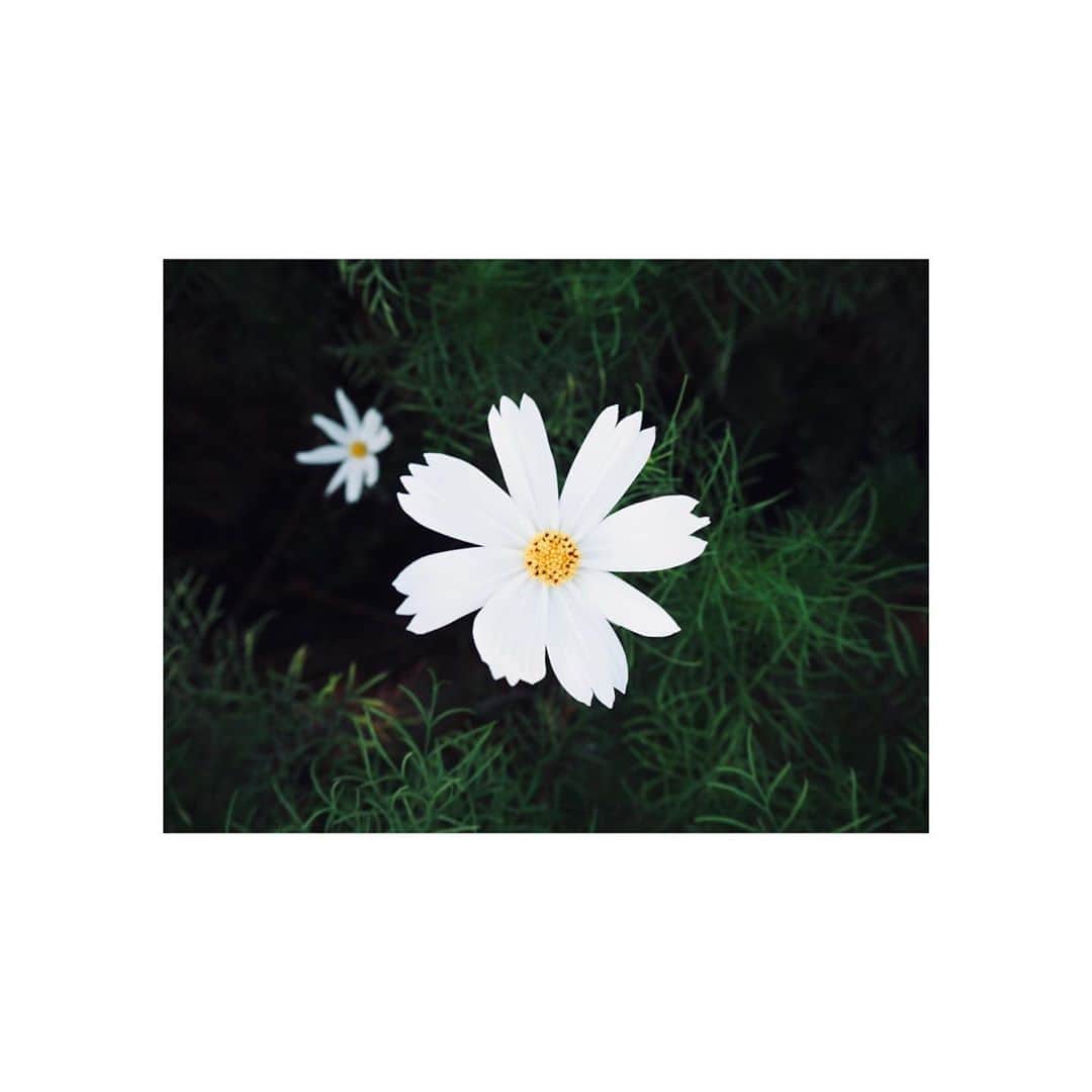 桜田ひよりさんのインスタグラム写真 - (桜田ひよりInstagram)「コスモスの花言葉は 乙女の真心。 調和。 謙虚。  白いコスモスの花言葉は優美  です。 ステキな花言葉ですね☺︎ #花言葉」8月18日 18時56分 - hiyori_sakurada_official