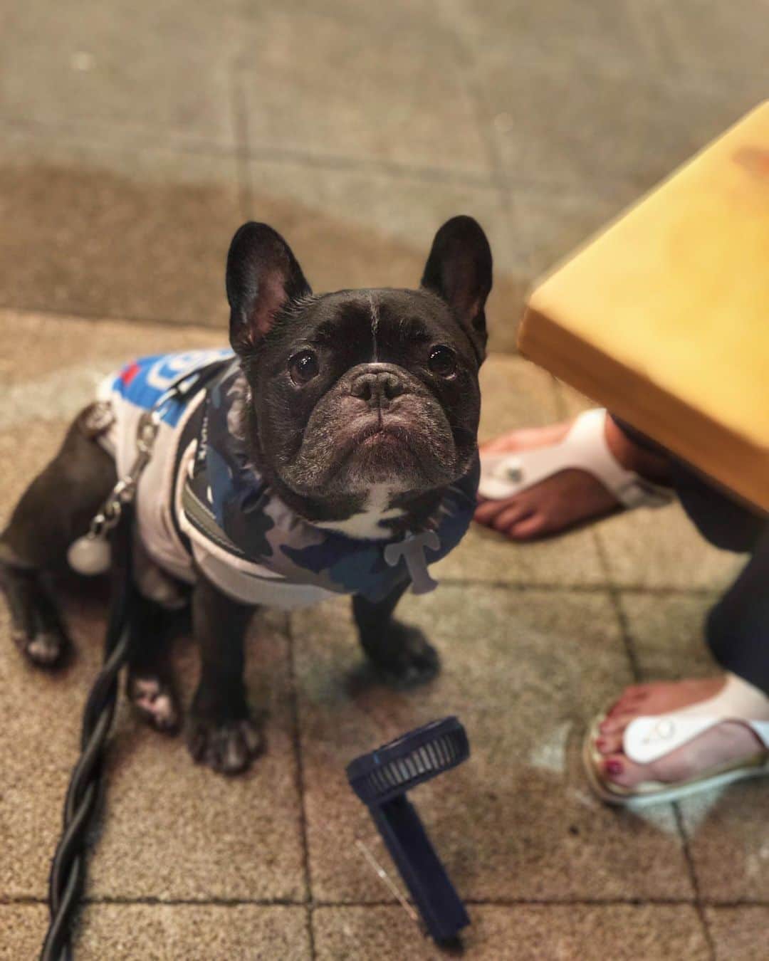 Turbo_dad フレブルのターボさんのインスタグラム写真 - (Turbo_dad フレブルのターボInstagram)「もつ焼き屋ディナー . . . #frenchbulldog #frenchie #buhi #dog #フレンチブルドッグ  #フレブル #ブヒ #frenchiesofinstagram #instadog #instafrenchie #frenchiegram #dogstagram #frenchbullys #frenchielove #프렌치불독 #thefrenchiepost #法鬥 #frenchies1 #portrait #igersjp #tokyocameraclub  #bully #ilovemydog #frenchielife #愛犬 #dogsofinstagram #ふわもこ部 #もつ焼屋 #focos #sunday」8月18日 19時09分 - turbo_dad