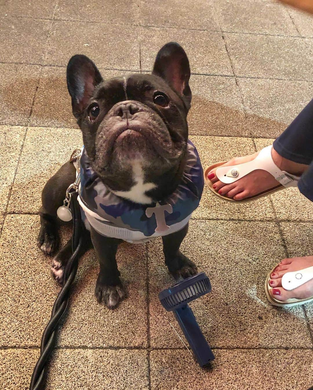 Turbo_dad フレブルのターボさんのインスタグラム写真 - (Turbo_dad フレブルのターボInstagram)「もつ焼き屋ディナー . . . #frenchbulldog #frenchie #buhi #dog #フレンチブルドッグ  #フレブル #ブヒ #frenchiesofinstagram #instadog #instafrenchie #frenchiegram #dogstagram #frenchbullys #frenchielove #프렌치불독 #thefrenchiepost #法鬥 #frenchies1 #portrait #igersjp #tokyocameraclub  #bully #ilovemydog #frenchielife #愛犬 #dogsofinstagram #ふわもこ部 #もつ焼屋 #focos #sunday」8月18日 19時09分 - turbo_dad