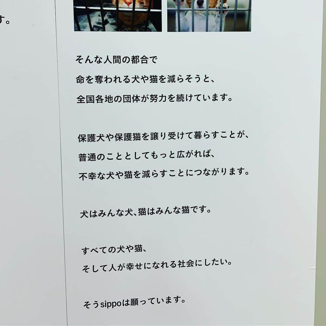 早坂香須子さんのインスタグラム写真 - (早坂香須子Instagram)「新宿の京王百貨店で明日まで開催中の みんなイヌ、みんなネコ展へ。  主催は以前なこさんも取材を受けた朝日新聞社のSIPPO @sippo_official  会場でこの写真集のパネルを観て、里親さんたちのコメントを読み、泣いてしまった。  そして写真集を購入して自宅で読みながらまた号泣。  捨てられたり、虐待された小さな命が、新しい家族に幸せをもたらす光でしかないこと。  たくさんの可愛い命、そして受け入れ家族の幸せなコメントを読み、私もなこちゃんと出会った幸運を噛み締めた。 なこちゃん、本当にありがとう。  みんな天使です。  今すぐは保護動物の受け入れが難しくても、この写真集で保護犬、保護ワンニャン達の愛と素晴らしさ、コメントの端々から日本の現状（ひどい）を知って欲しい。  この写真集が、たくさんのひとの手に届きますように。  百貨店での譲渡会ということで、館も保護団体も動物達も気苦労も多いと思いますが、いい機会をありがとうございます！ ．  みんなイヌ、みんなネコ 京王百貨店 7階催事場  日時：8月15日（木）～19日（月）10時～20時 （※最終日は18時）  @sippo_official #みんなイヌみんなネコ  #8月19日まで #譲渡会もやってます #たくさんのご縁がありますように #保護動物を受け入れて幸せになってるのは人間の方です #ありがとう」8月18日 19時12分 - kazukovalentine