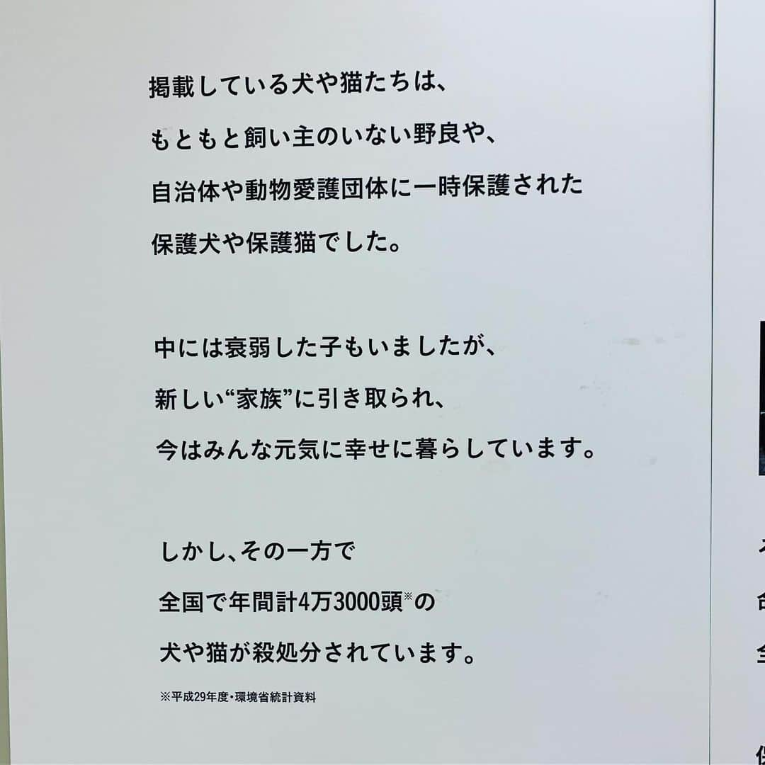 早坂香須子さんのインスタグラム写真 - (早坂香須子Instagram)「新宿の京王百貨店で明日まで開催中の みんなイヌ、みんなネコ展へ。  主催は以前なこさんも取材を受けた朝日新聞社のSIPPO @sippo_official  会場でこの写真集のパネルを観て、里親さんたちのコメントを読み、泣いてしまった。  そして写真集を購入して自宅で読みながらまた号泣。  捨てられたり、虐待された小さな命が、新しい家族に幸せをもたらす光でしかないこと。  たくさんの可愛い命、そして受け入れ家族の幸せなコメントを読み、私もなこちゃんと出会った幸運を噛み締めた。 なこちゃん、本当にありがとう。  みんな天使です。  今すぐは保護動物の受け入れが難しくても、この写真集で保護犬、保護ワンニャン達の愛と素晴らしさ、コメントの端々から日本の現状（ひどい）を知って欲しい。  この写真集が、たくさんのひとの手に届きますように。  百貨店での譲渡会ということで、館も保護団体も動物達も気苦労も多いと思いますが、いい機会をありがとうございます！ ．  みんなイヌ、みんなネコ 京王百貨店 7階催事場  日時：8月15日（木）～19日（月）10時～20時 （※最終日は18時）  @sippo_official #みんなイヌみんなネコ  #8月19日まで #譲渡会もやってます #たくさんのご縁がありますように #保護動物を受け入れて幸せになってるのは人間の方です #ありがとう」8月18日 19時12分 - kazukovalentine