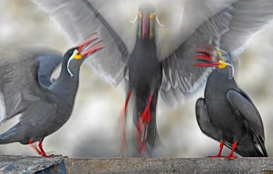 Thomas Peschakのインスタグラム：「The Inca tern is one of few species of seabirds that easily matches the flamboyance and vividness normally reserved for parrots and their tropical forest kin. On the moonscape like Guano Islands off the coast of Peru these birds stand out like colorful beacons amongst the shades of gray and brown that dominate the landscape. Peru is home to some of our planet’s largest congregations of seabirds. Shot on assignment for @NatGeo in collaboration with @planetaoceano @sernanp and #Agrorural #islaguañape #islaasia #peru #seabirds #conservation」