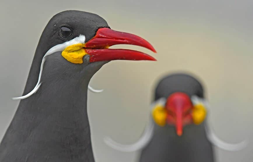 Thomas Peschakさんのインスタグラム写真 - (Thomas PeschakInstagram)「The Inca tern is one of few species of seabirds that easily matches the flamboyance and vividness normally reserved for parrots and their tropical forest kin. On the moonscape like Guano Islands off the coast of Peru these birds stand out like colorful beacons amongst the shades of gray and brown that dominate the landscape. Peru is home to some of our planet’s largest congregations of seabirds. Shot on assignment for @NatGeo in collaboration with @planetaoceano @sernanp and #Agrorural #islaguañape #islaasia #peru #seabirds #conservation」8月18日 19時17分 - thomaspeschak