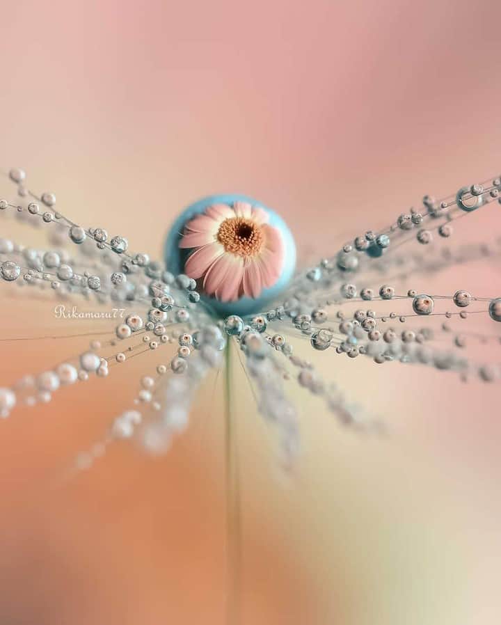 花の写真館のインスタグラム：「Photo by Rika Funaki.⠀ https://www.facebook.com/rika.funaki.73⠀ .⠀ Original Post[投稿頂いたURL]⠀ https://www.facebook.com/photo.php?fbid=2406060509677973⠀ .⠀ 本アカウントは、 #私の花の写真 をつけてInstagramに投稿された皆さまの花の写真や、「花の写真館」Facebookページで投稿された花の写真を紹介します。⠀ 「花の写真館」Facebookページは、「 @floral.photograph 」のプロフィールにあるURLからご覧ください。⠀ .⠀ #花の写真館 #floralphotograph #floralphoto #flower #flowers #富士フイルム #FUJIFILM⠀ Follow: @floral.photograph」