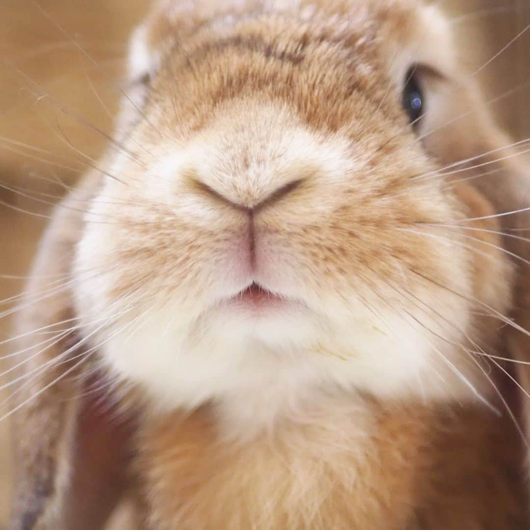 のインスタグラム：「悲しい事実をミーチャからお知らせ 🐰『もうお盆休みおわりだよ。』 ＊ ＊ ＊ #うさぎ #rabbit #bunny #ふわもこ部  #WeeklyFluff #igersjp  #tokyocameraclub #東京カメラ部  #神戸カメラ部  #bunnystagram  #うさぎ部 #ホーランドロップ #hollandlop  #ファインダー越しの私の世界 #art_of_japan #aoj_bokeh」