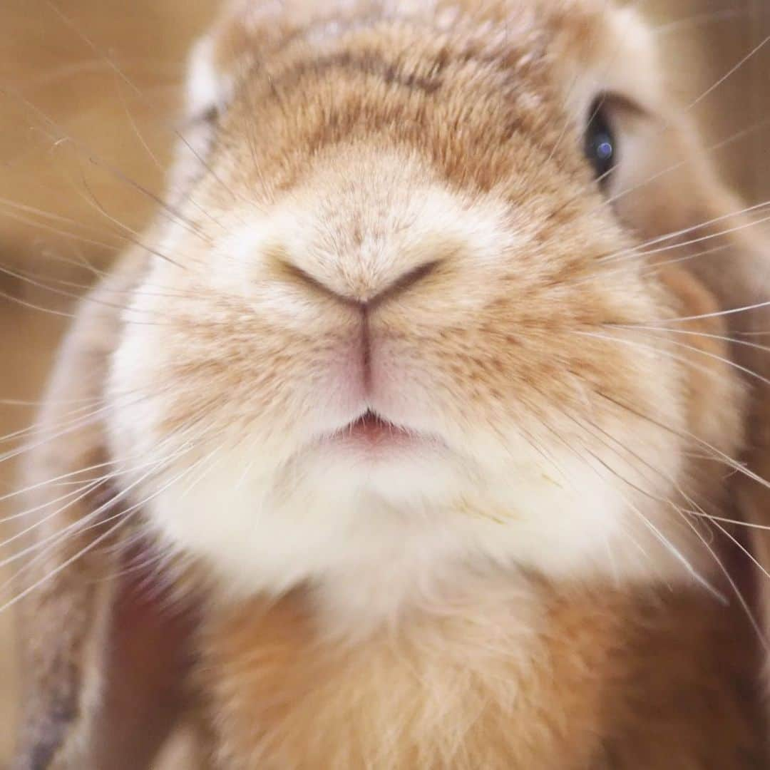 usagraphさんのインスタグラム写真 - (usagraphInstagram)「悲しい事実をミーチャからお知らせ 🐰『もうお盆休みおわりだよ。』 ＊ ＊ ＊ #うさぎ #rabbit #bunny #ふわもこ部  #WeeklyFluff #igersjp  #tokyocameraclub #東京カメラ部  #神戸カメラ部  #bunnystagram  #うさぎ部 #ホーランドロップ #hollandlop  #ファインダー越しの私の世界 #art_of_japan #aoj_bokeh」8月18日 19時55分 - usagraph